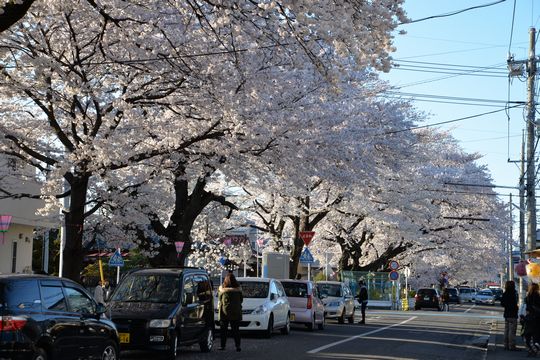 まさに桜満開．．．