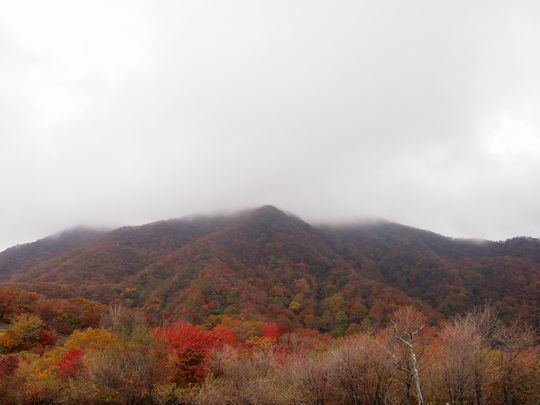 紅葉狩り？