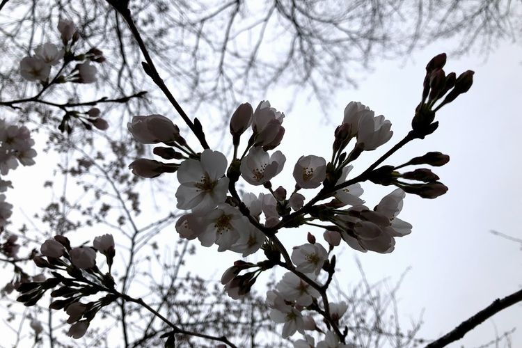 桜も３分咲き？．．．